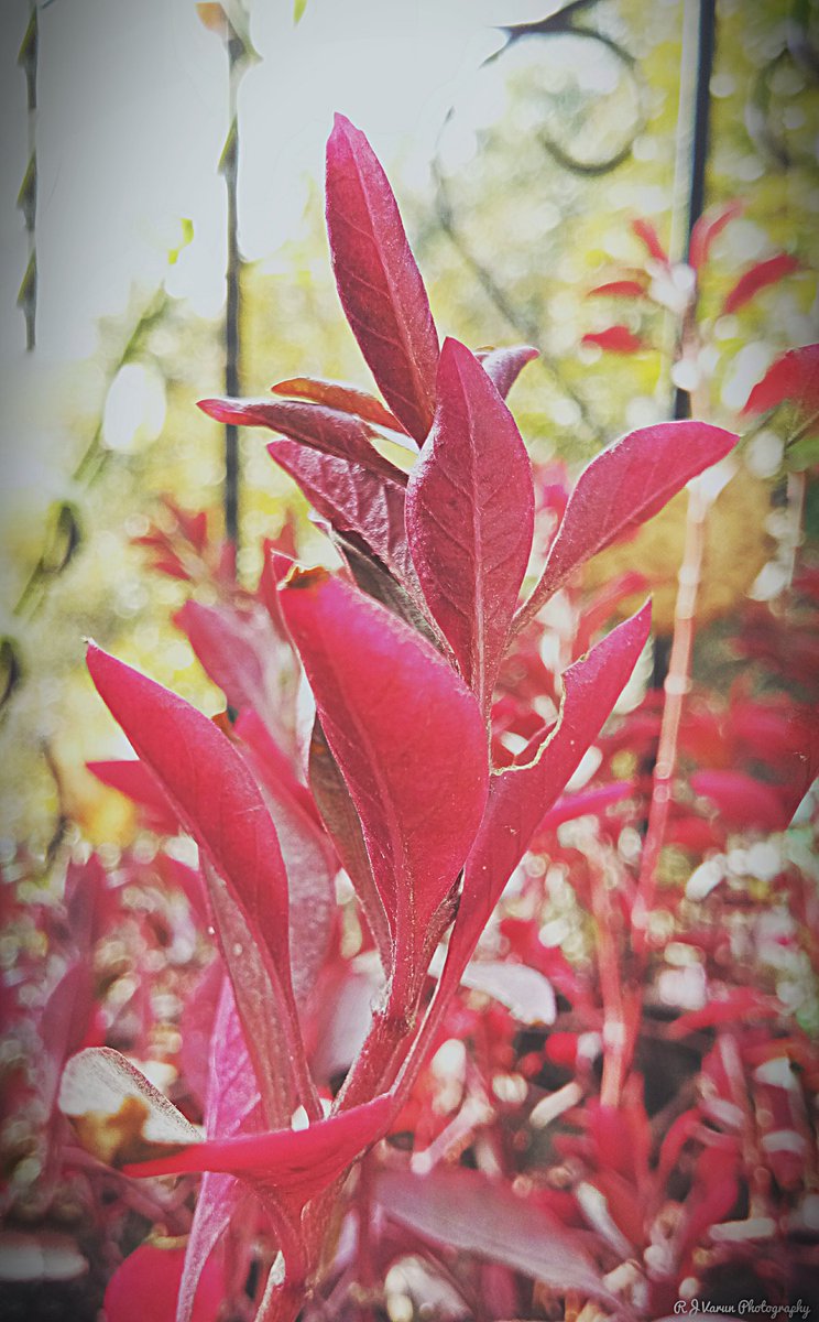 rjvarunphgraphy's tweet photo. #redplant
#shadow_effect
#500px https://t.co/k5QfVCym4U