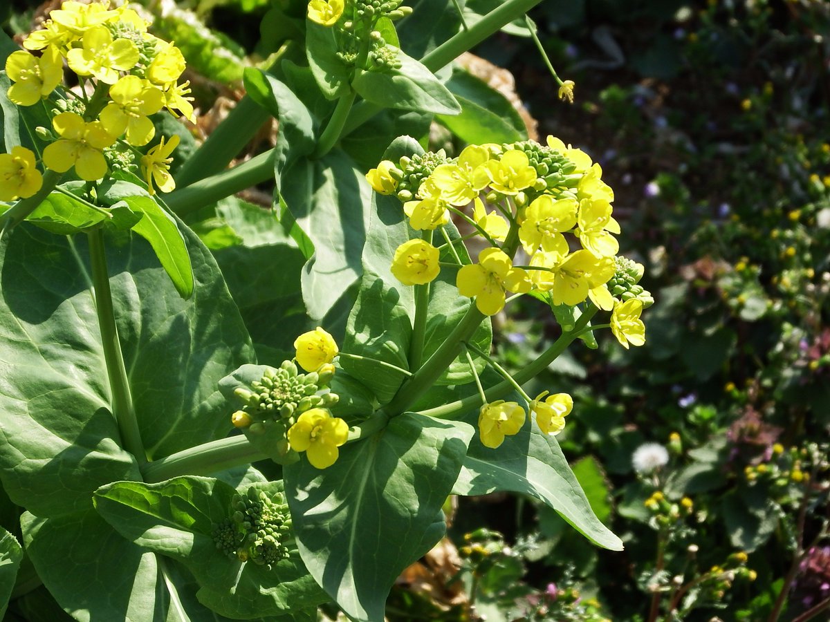 キャベツの花