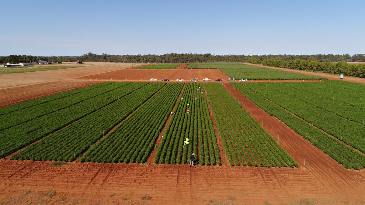 Budding almond trees for 2018 planting #goFARM