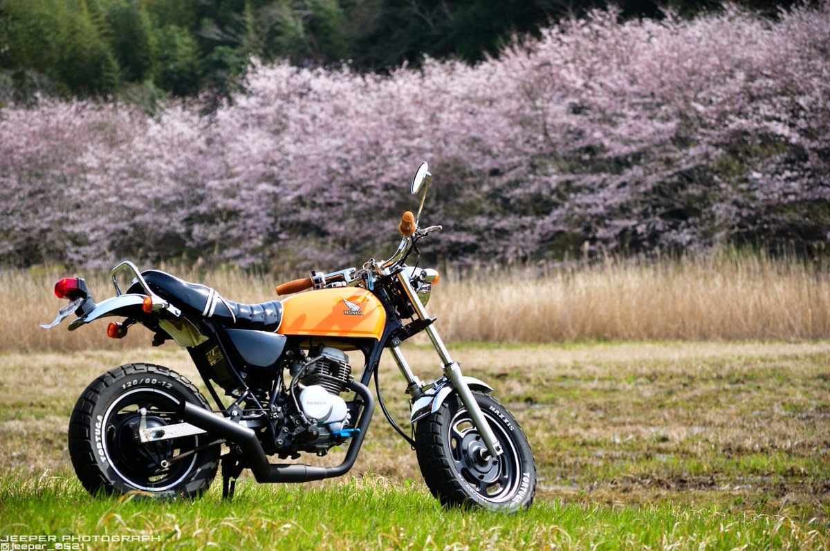 おのっち 家の裏の調整池の桜が毎年綺麗なので 満開ではないですが天気が崩れる前に撮ってきました エイプ買う前からずっとこの景色が撮りたかったんだよなぁ 嬉しいです 4mini Honda Ape50 エイプ 桜 桜とバイク