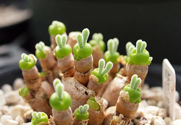 まるでウサギの耳？可愛らしいうさぎのような多肉植物。