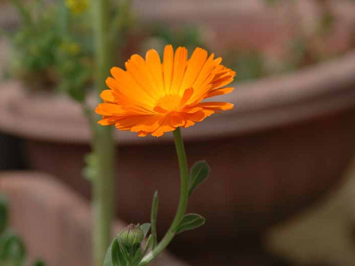 切ない花言葉 キンセンカ 太陽神アポロンに水の精クリティは恋をする しかし アポロンとレウトコエ王女は恋仲でクリティは妬みから王に密告 王女は生き埋めにされ 後悔するクリティ 空を飛ぶアポロンを眺めてたらキンセンカに姿を変えてしまった