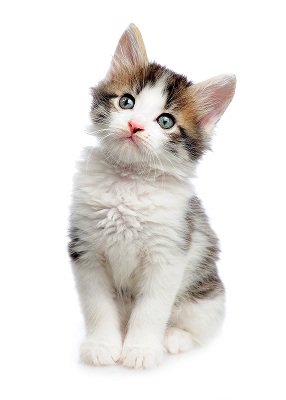 BabiiApps's tweet image. Lindo gatito!
Spanish words can be easily learned by your child just by using our #flashcardgame!
#kidsapps #learningapps