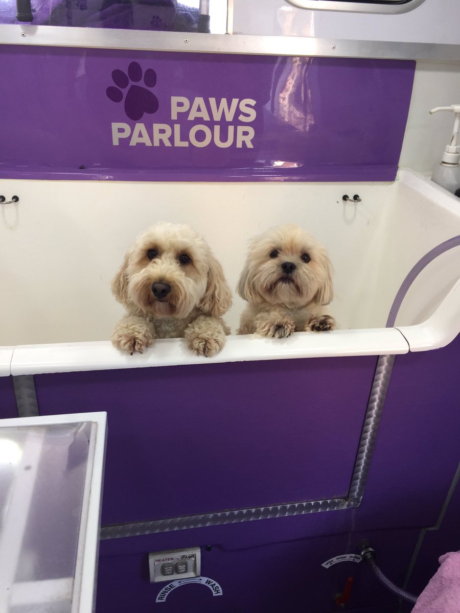 PawsParlourVan's tweet photo. Follow us on Instagram pawsparlour.winchester https://t.co/nNxPy1pdPy
