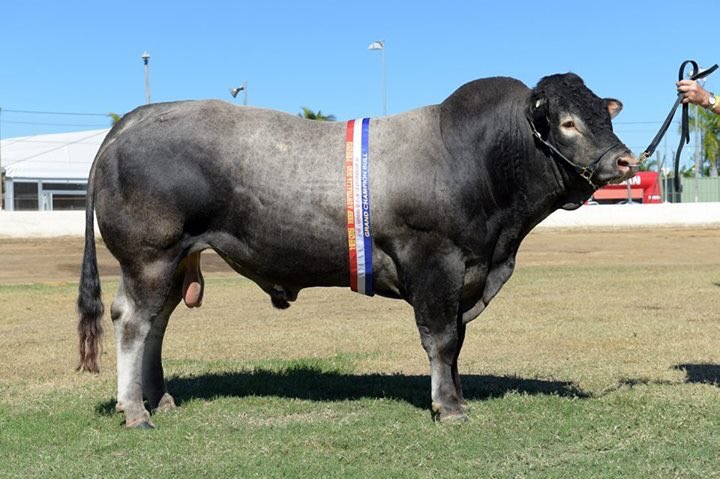 livebidding's tweet photo. Rosebay Bazadais Stud Online sale starts 10/4 brothers of this bull sell Register to view/bid catalogue link https://t.co/dwWMAcO3Zb #beef, https://t.co/EV6tp9fGC0