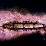 桜咲く日本の景色w美しすぎて近所の桜がただの花にしか思えない!