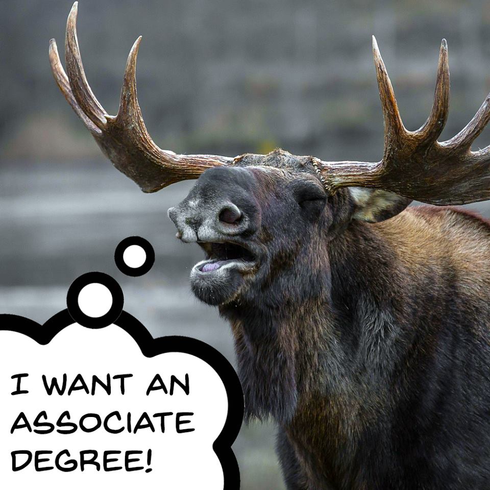PatrickHenryCC's tweet photo. #AddMooseImproveAnything https://t.co/4sWL1b31Up