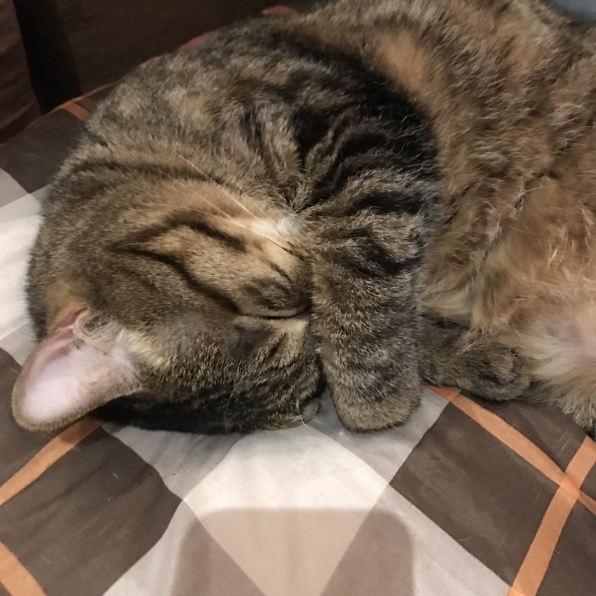 保護猫カフェ Aro No Twitter 保護猫紹介 ルフィくん キジトラ 2歳半程 カフェスタッフ歴約1年 お触り 抱っこ不得意ですが 気がつくと近くにいますw 遊ぶのは大好きなツンデレ系 寝方は凄く可愛い 寝てる時はお触りokです 実は鳴き声も可愛いんです