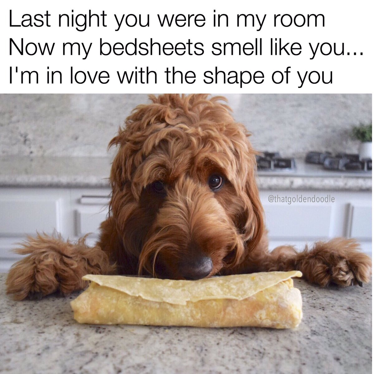 ThatGDoodle's tweet photo. Obviously this song is about burritos #NationalBurritoDay @edsheeran #shapeofyou https://t.co/nT8Uw37Kih
