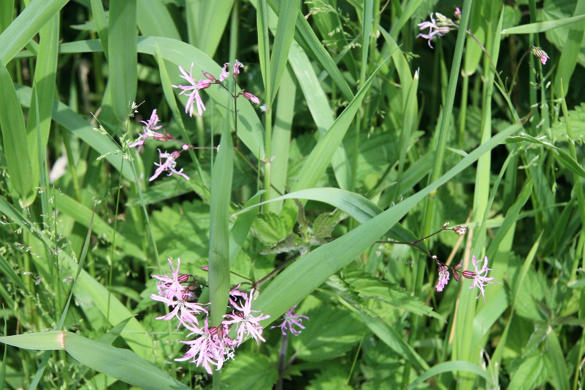 broadsspiritual's tweet photo. Broads
Ragged-robin or
lychnis-flos-cuculi found
mainly in damp fields

Needs unpolluted
soil with no artificial
enrichment to thrive https://t.co/PnBgTHpIYC