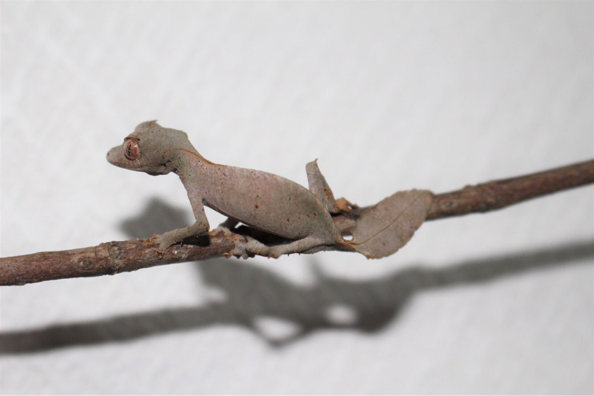 エキゾチックサプライ على تويتر 新入荷 エダハヘラオヤモリ Cb Pr スパイニーヘラオヤモリ Cb メイビーpr 尻尾の葉っぱ感 これからの成長が楽しみすぎる Q でで今週は ニシアフ ホワイトアウトメイン の 入荷祭りですので そちらも宜しくです