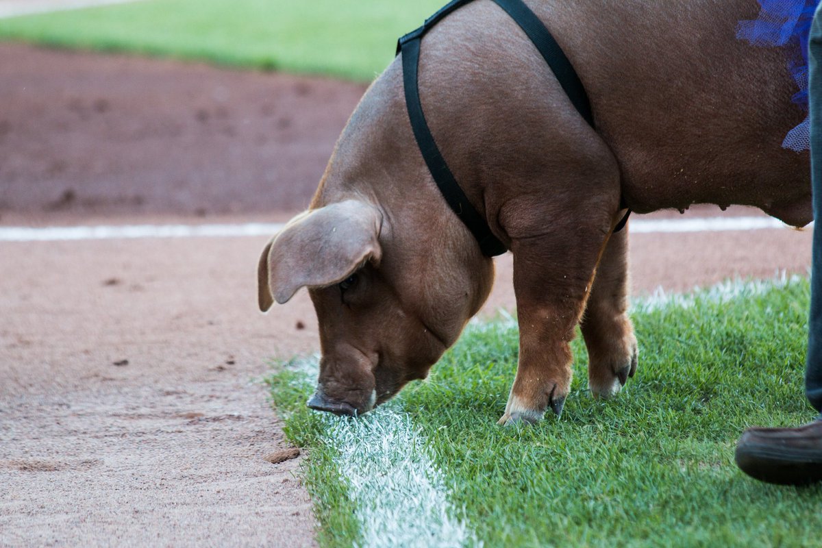 bringmethenews's tweet photo. Feeling creative? Help name the @StPaulSaints' new hog 🐽   https://t.co/ebpczcWmo6 https://t.co/32w6D1itK0