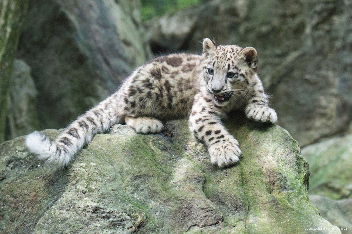 BronxZoo tweet picture