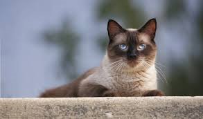_momentarypaws's tweet photo. A toast to our favorite blue eyed friends on #nationalsiamesecatday! #siamesecatday #cats #catsoftwitter #ThursdayThoughts https://t.co/XcBwbl2Zvw