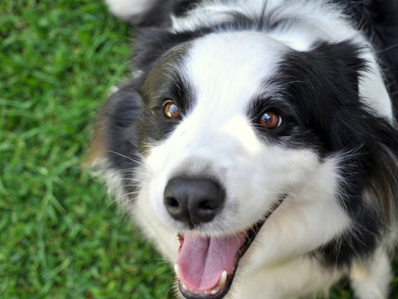 PetMD's tweet image. Are Dogs Really Colorblind? bit.ly/2mQfPh9