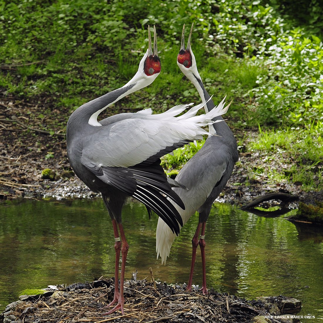 julie_l_larsen's tweet photo. White-naped Cranes @BronxZoo #BigBird #DancingCranes #Birds #NikonLove #WCSPhotoCollection #Asia https://t.co/YEtXVqiCyO