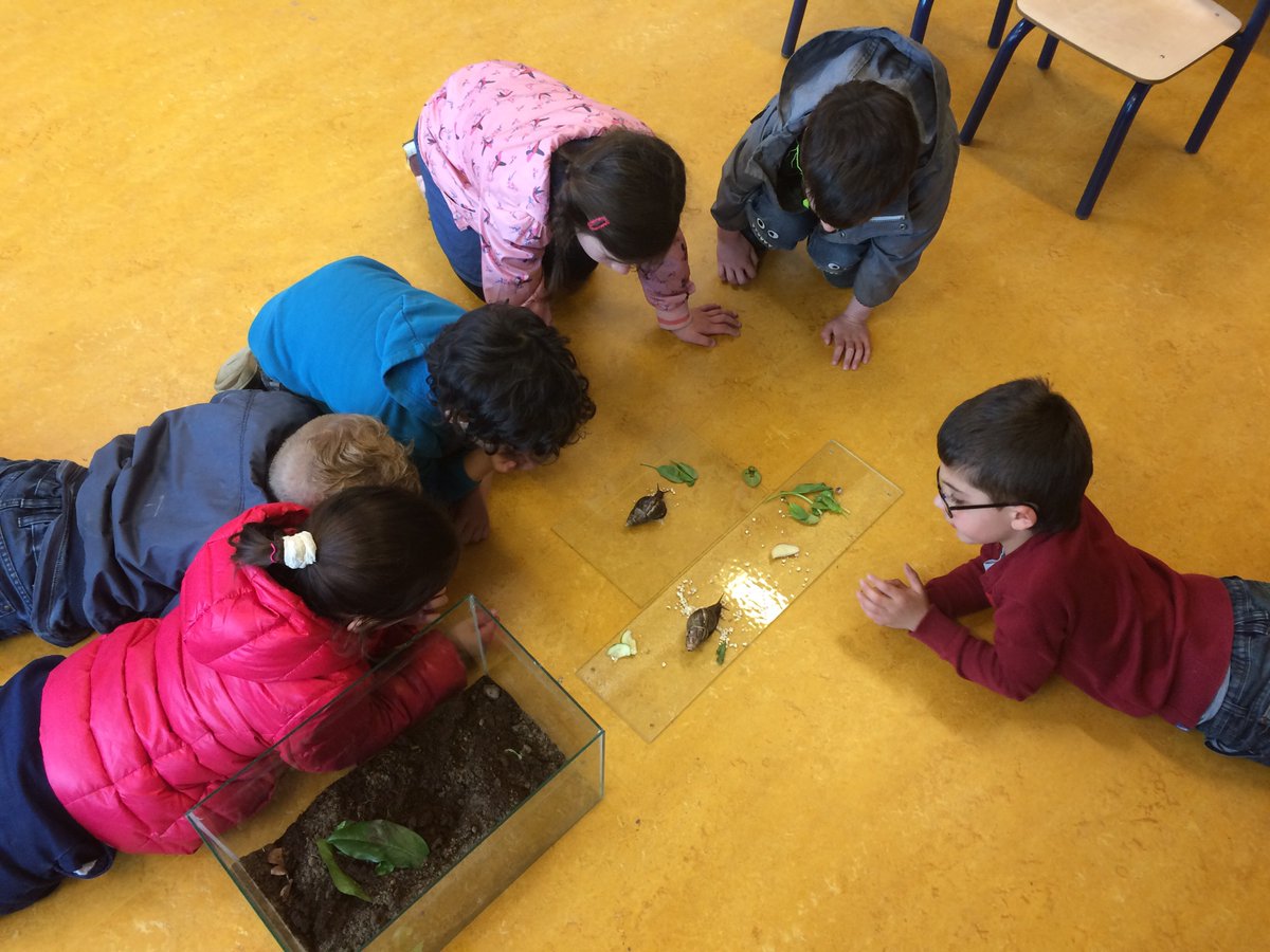 Nieuwe huisdieren zijn een groot succes #slakken #natuurindeklas <a href="/ksbodeVorm/">ksbodeVorm</a>