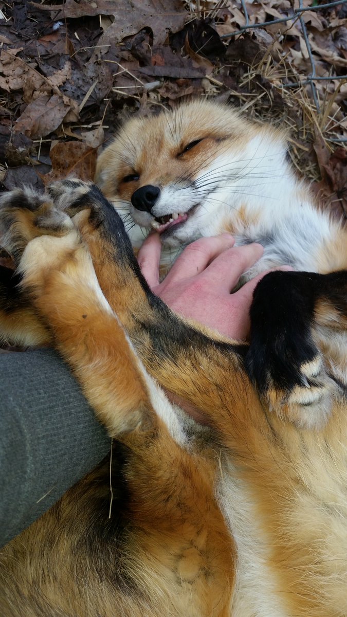 foxalbiazul's tweet photo. Gone but never forgotten
#RIPRonRon https://t.co/JACusGHCYX