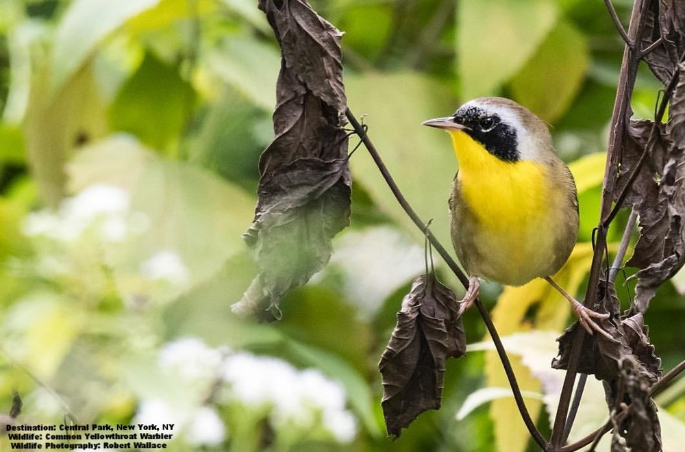 WildlifeDest's tweet photo. What weighs less than .5 ounce /14 grams &amp; flies 2000+ miles / 3200 km to summer breeding grounds? #WarblerMigration https://t.co/qDW5iHCkcg https://t.co/9TSKrTr3SV