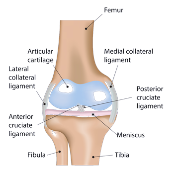 drprovencher's tweet photo. #MCLinjuries account for approximately 24% of all #kneeinjuries https://t.co/I21A4JJzsp https://t.co/qsEezUbWjb