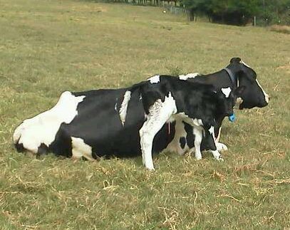 HoardsDairyman's tweet photo. Something just doesn't feel quite right #dairy #agchat #calves https://t.co/4exJgaxPVh https://t.co/MdefBQAbce