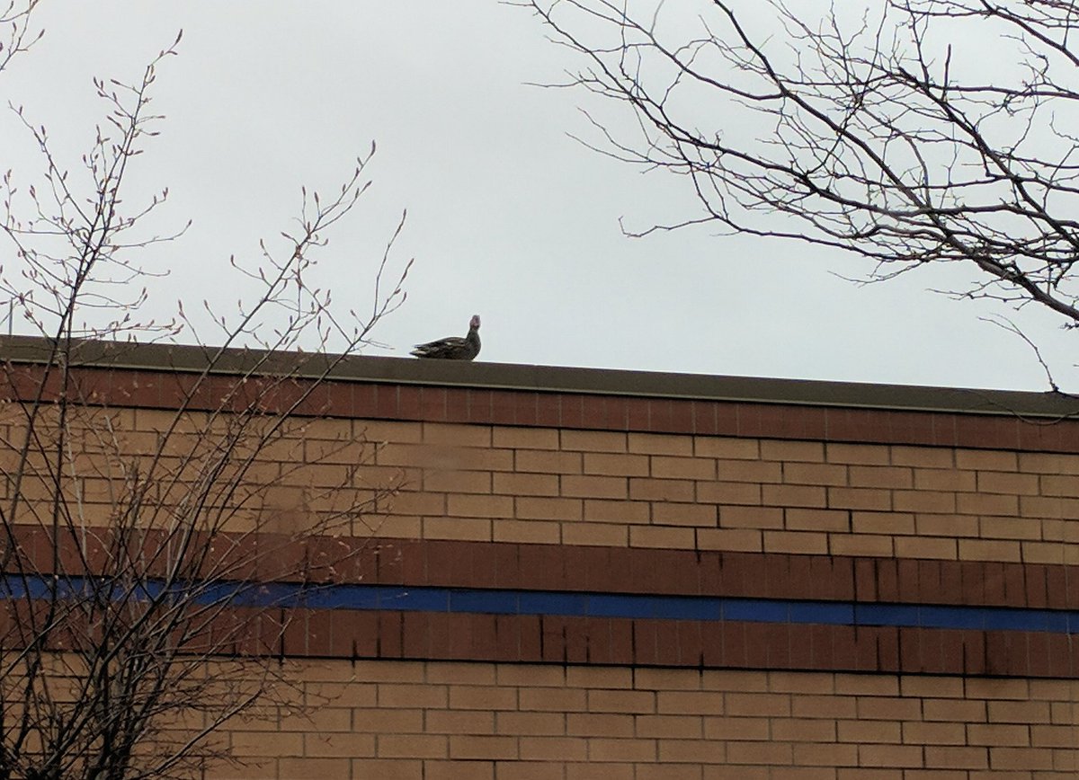 archboldarea's tweet photo. The weather has been great for ducks!  Take if from this one hanging out on the roof at AHS. https://t.co/PJnToQ0FNM