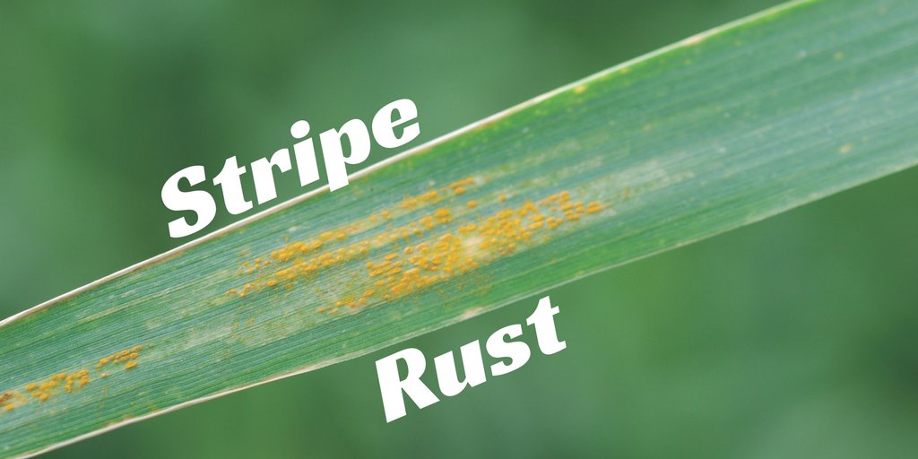 KansasWheat's tweet photo. Stripe rust has been found in Kansas #wheat, so time to scout! For latest info follow @KSUWheat & @KSUWheatDisease. https://t.co/xP6zGWBWhY https://t.co/Gq4Tbg9l9J