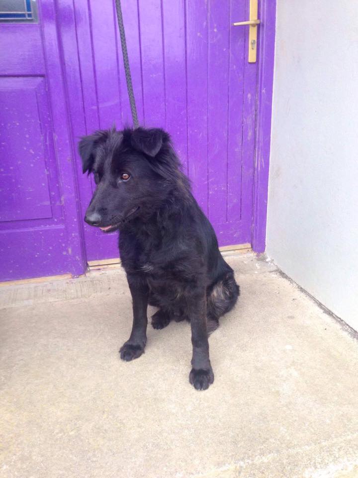This black female dog was found near Newcastlewest Fire Station in #LImerick. Does anyone recognise her?
Please RT!
facebook.com/LostboxIreland…