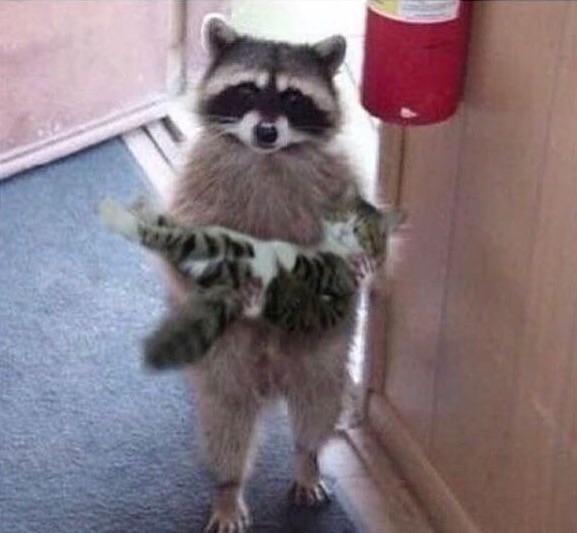 drucs's tweet photo. We giving out free cats @NewYorkComedy open mic today, 5pm. $3 for 5 mins. Come out and tell some jokes! (Free cats not included) https://t.co/veBxbAaSAK