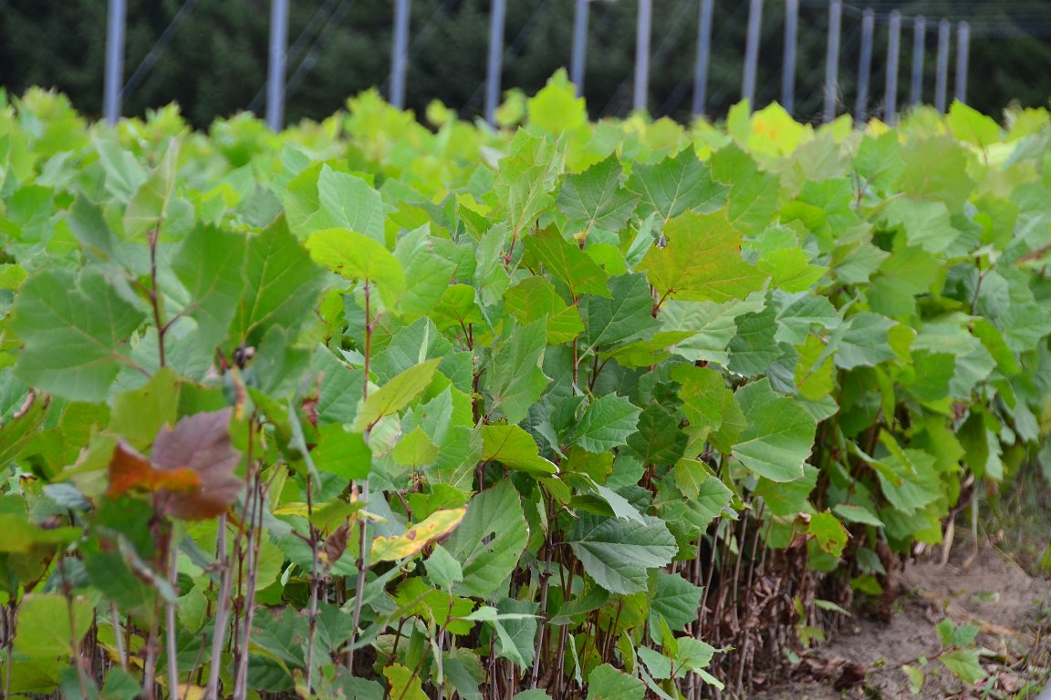 forestscanada's tweet photo. As part of  the 50 Million Tree Program we plant native trees that are adapted to the local climate! #50Daysof50MTP https://t.co/FAXGzjDg9N https://t.co/XfUXmiPiXA