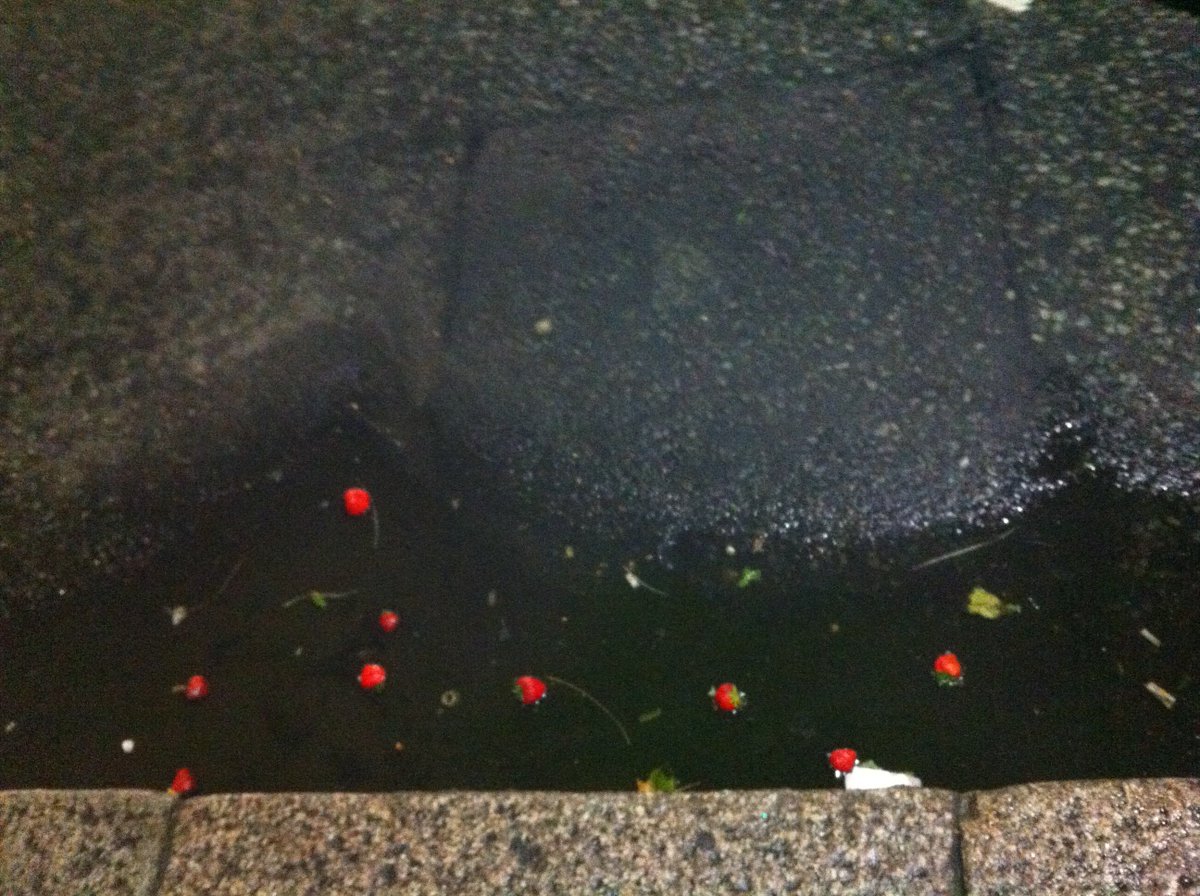 FARISADAMBADWAN's tweet photo. "WE ARE ALL IN THE GUTTER BUT SOME OF US ARE LOOKING AT THE STRAWBERRIES" https://t.co/OdbDwqYD3E