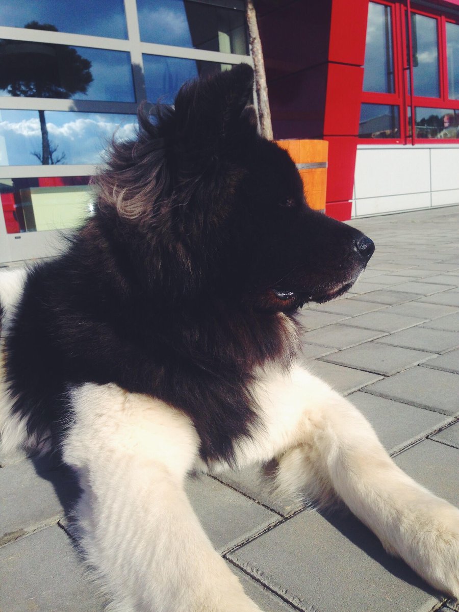 Fastercz's tweet photo. Představujeme #Fastertym - Cherokee...náš nový hlídač
#FasterCZ #Fasterteam #dog #zelenadata #Brno #DataCenter #datavbezpeci https://t.co/v8sN7hFfsF