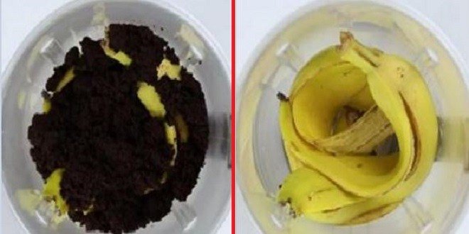 flashinfoma's tweet image. Pourquoi vous devriez garder les peaux de vos bananes et le marc de cafe bit.ly/2oIrHlf