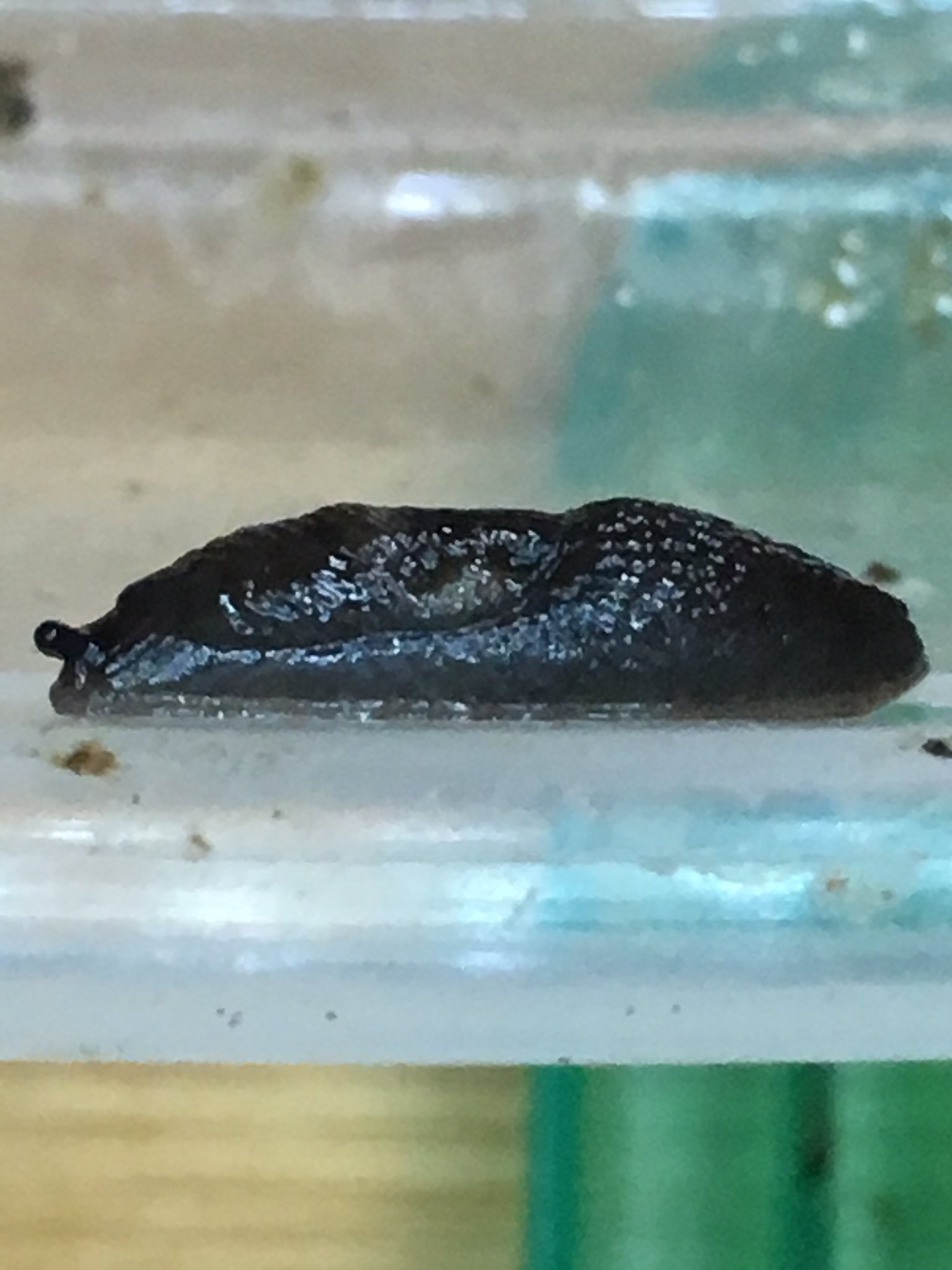 ティーノ 地味に 一大スクープかも オオヨツボシゴミムシの好物は 田んぼのあぜ道沿いに 良く居る この 小さな 黒いナメクジ です 太いナメクジでは全く見向きもしなかったのですが ナメクジの種類を幾つか変えてみると この種類にだけ 猛烈