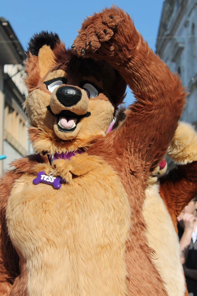 TessWolfy's tweet photo. Furwalk Soleure :3 https://t.co/jbsPOLhaNM