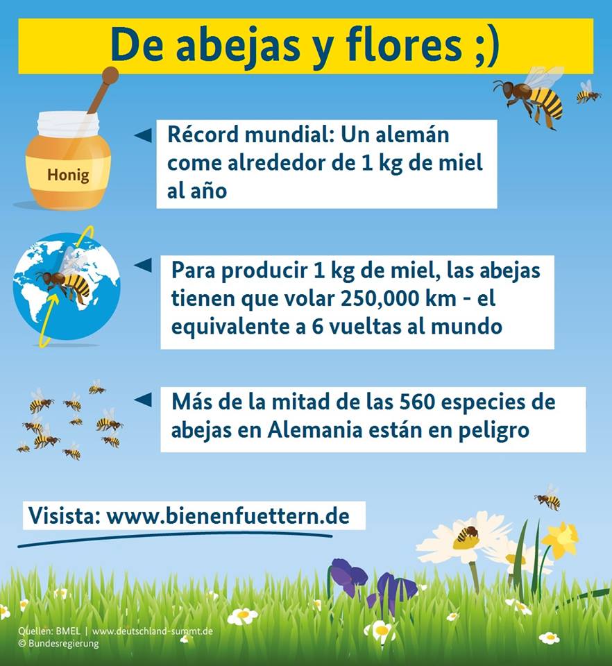 Alemaniaparati's tweet photo. ¿#SabiasQue ca. 80% de las 🌻 en 🇩🇪 requieren la polinización de #abejas? https://t.co/xmXxN3k6DM para incentivar su repoblación #CAInforma 🤓 https://t.co/bWqsNOOgwJ