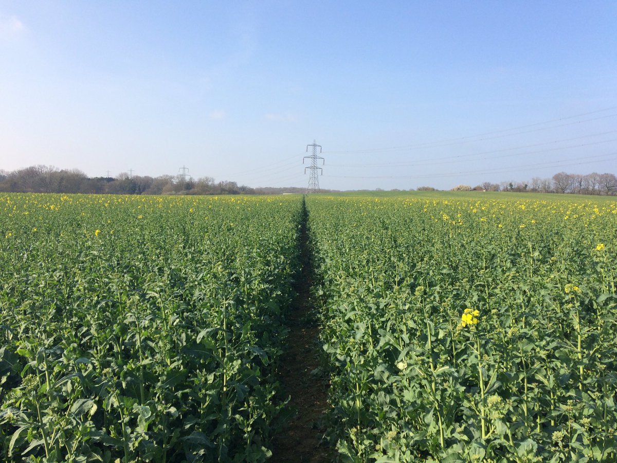 DavidatWestons's tweet photo. 3 pics from same spot over 1 month. Amazing growth. And today full of bees wasps and bumbles feeding from 3 mile radius. #foodandenvironment https://t.co/FY7jhvZGaZ
