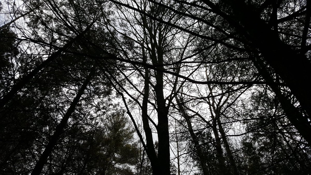 Roberta Laplante tweet media