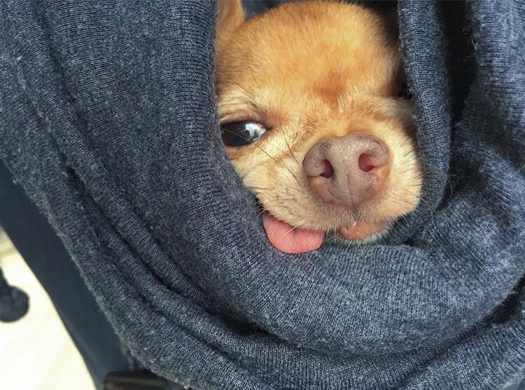 PetInsider_'s tweet photo. @Mervinchihuahua is all wrapped up and ready for #NationalBurritoDay https://t.co/We9T2vEGGl