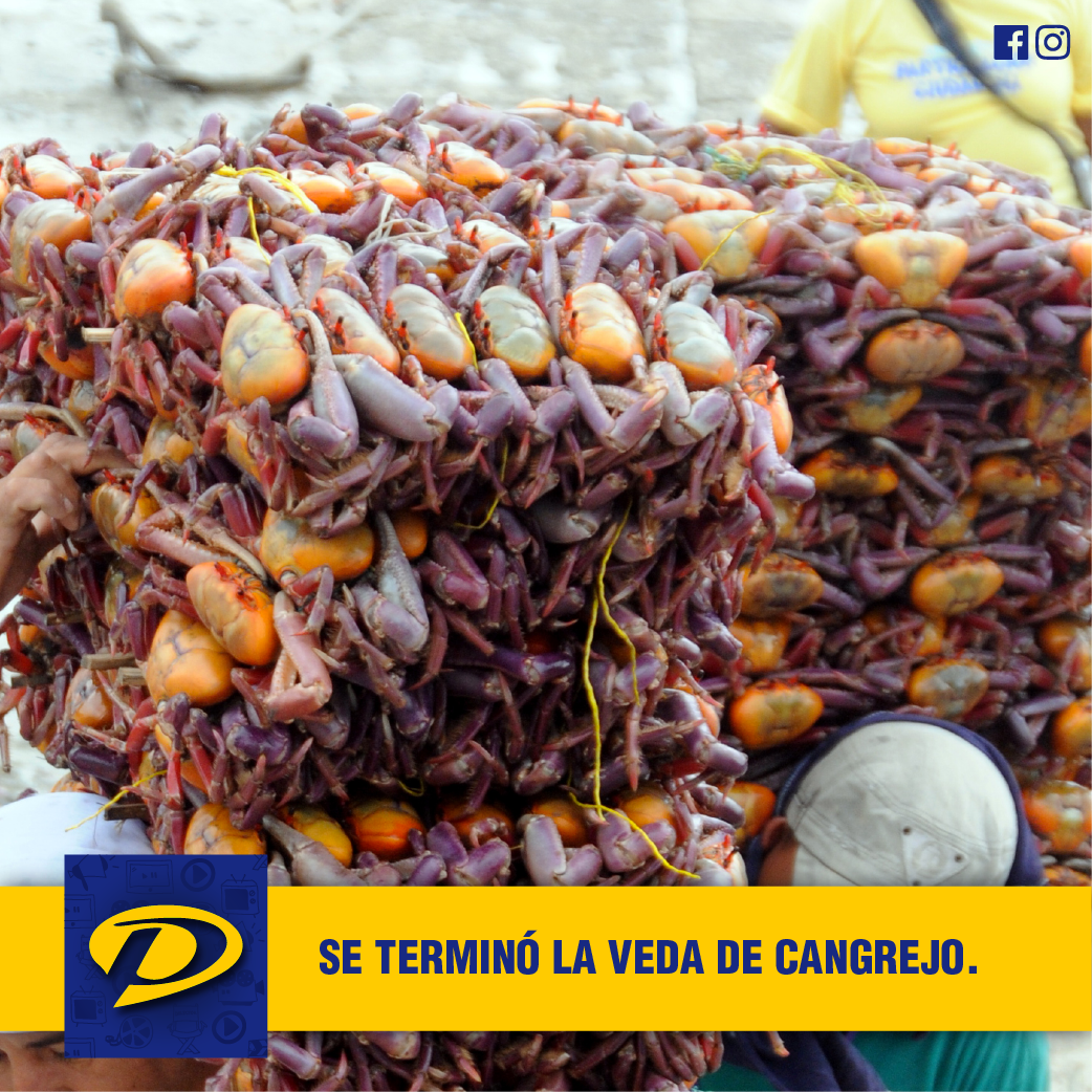 #Noticias SE TERMINÓ LA VEDA DE CANGREJO. #PasajeTv
pasajetv.com/index.php/item…