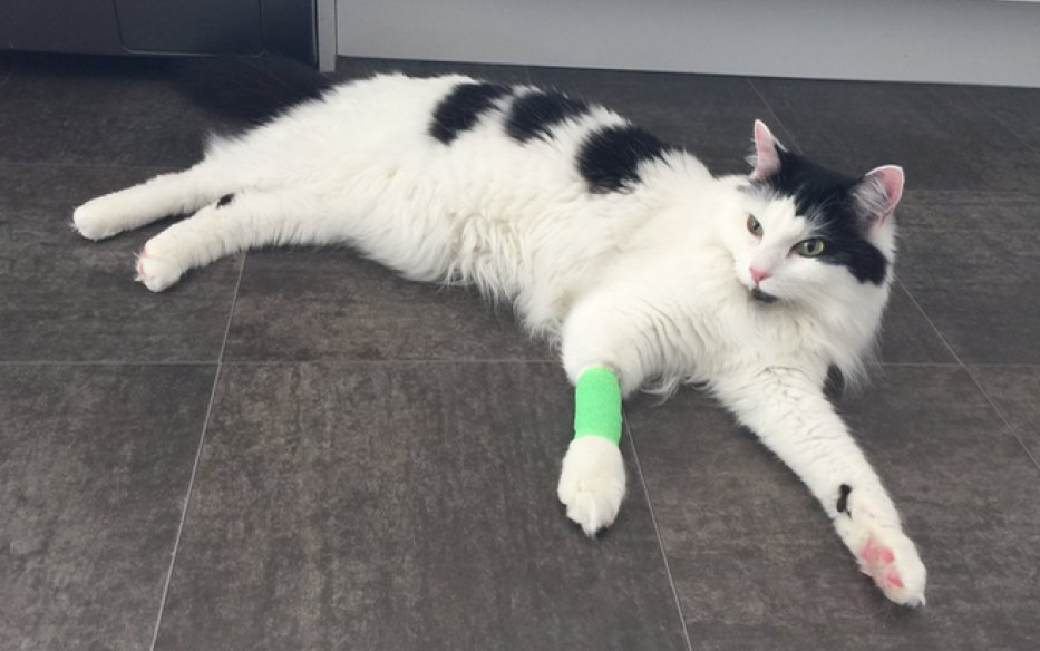 BestForCats's tweet photo. 1/2) Hello! We've been a bit inactive for a while due to various personal reasons, one of which being a very poorly Alfie. https://t.co/WoCgumBmjG