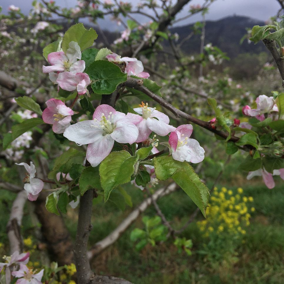 MorrisOrchard's tweet photo. Apples are blooming #Applebloom17 https://t.co/PmHjgeDGnq https://t.co/FRyiDw5GBj