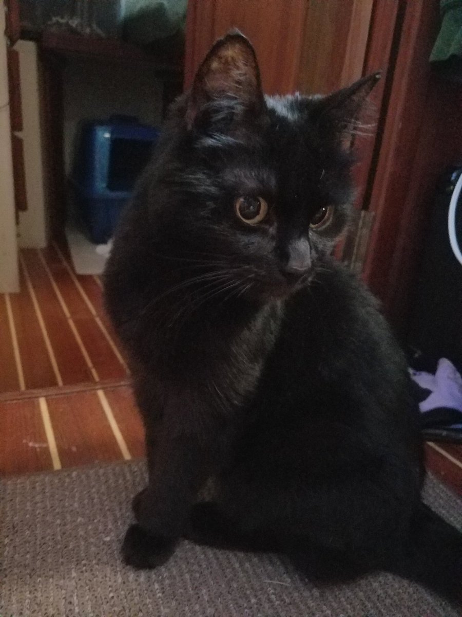 savethechunk's tweet image. Mom says I'm going somewhere for SEVERAL DAYS!! And the cat carrier came out. Guys....she might be serious!