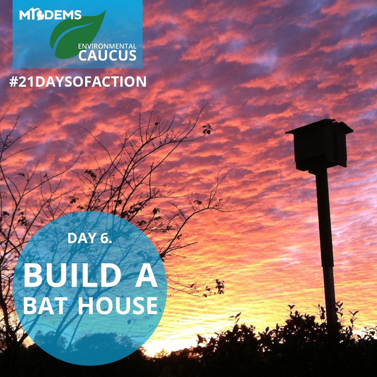 MDPGreen's tweet photo. #21DaysofAction: In MI, #bats are under siege from a terrible invasive fungus known as PD which is causing deadly #WhiteNoseSyndrome (1/2) https://t.co/lwn6FDOVl1