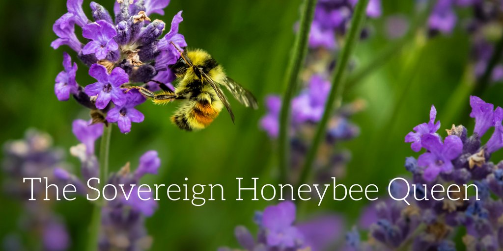 beccapiastrelli's tweet photo. The Sovereign Honeybee Queen https://t.co/tI9X7Gc9cf https://t.co/hBrQC3XPDm