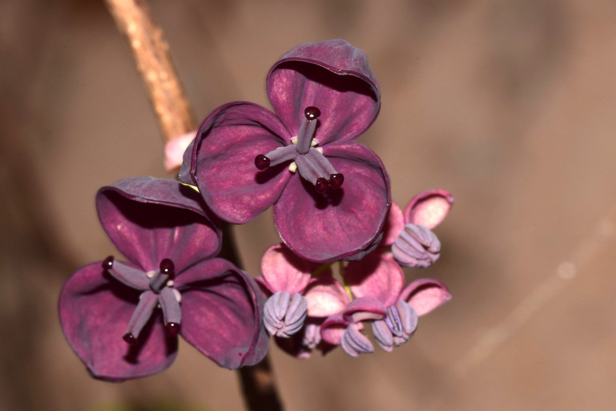 hsauquet_bgsyd's tweet photo. #discoverplants of the day: Akebia quinata (#Lardizabalaceae), @u_psud campus, Orsay, France (from E. Asia) #Ranunculales #SpringInOrsay https://t.co/sbzLmd3upb