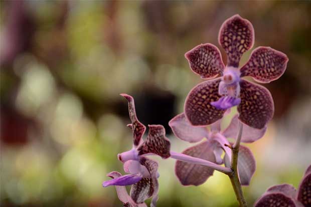 BIOLATAM's tweet image. La biotecnología es tu aliada para diversificar tu negocio: larepublica.net/noticia/empres…