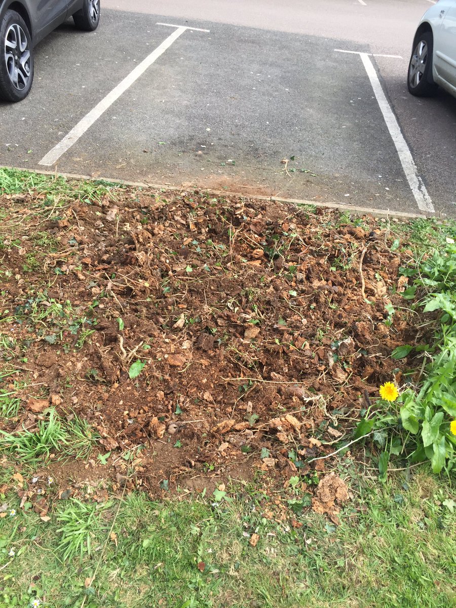 Wildlife took care of the stump removal today. No stump grinder required. #arblife #gardening