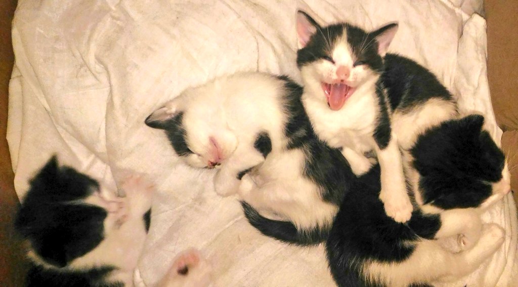 KATPOOH's tweet image. @JuliaRobertsTV Hi Jules. Will the TSV be helpful for resolving kitten related stains, if you catch my drift! #8Cats