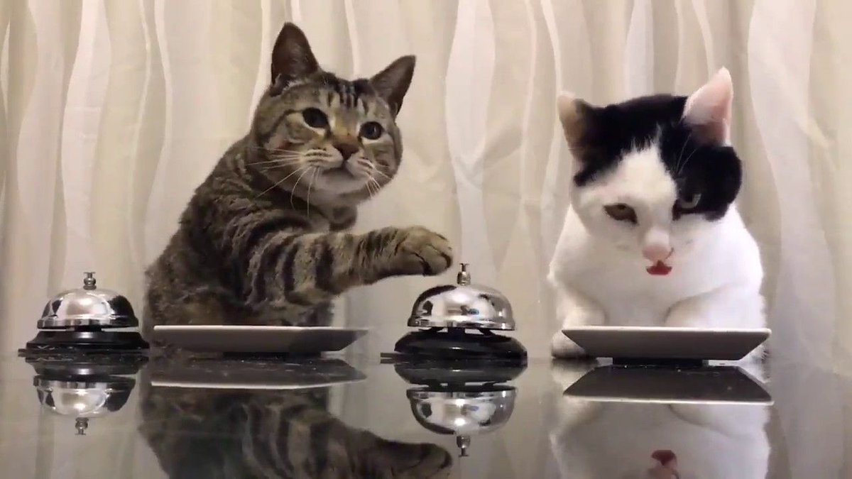 Cat Scared Won T Eat Unusual Behavior Cat Scared Won T Eat Unusual Behavior